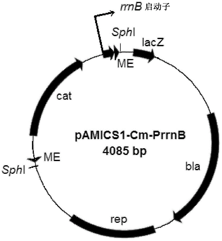 Bacterial engineering