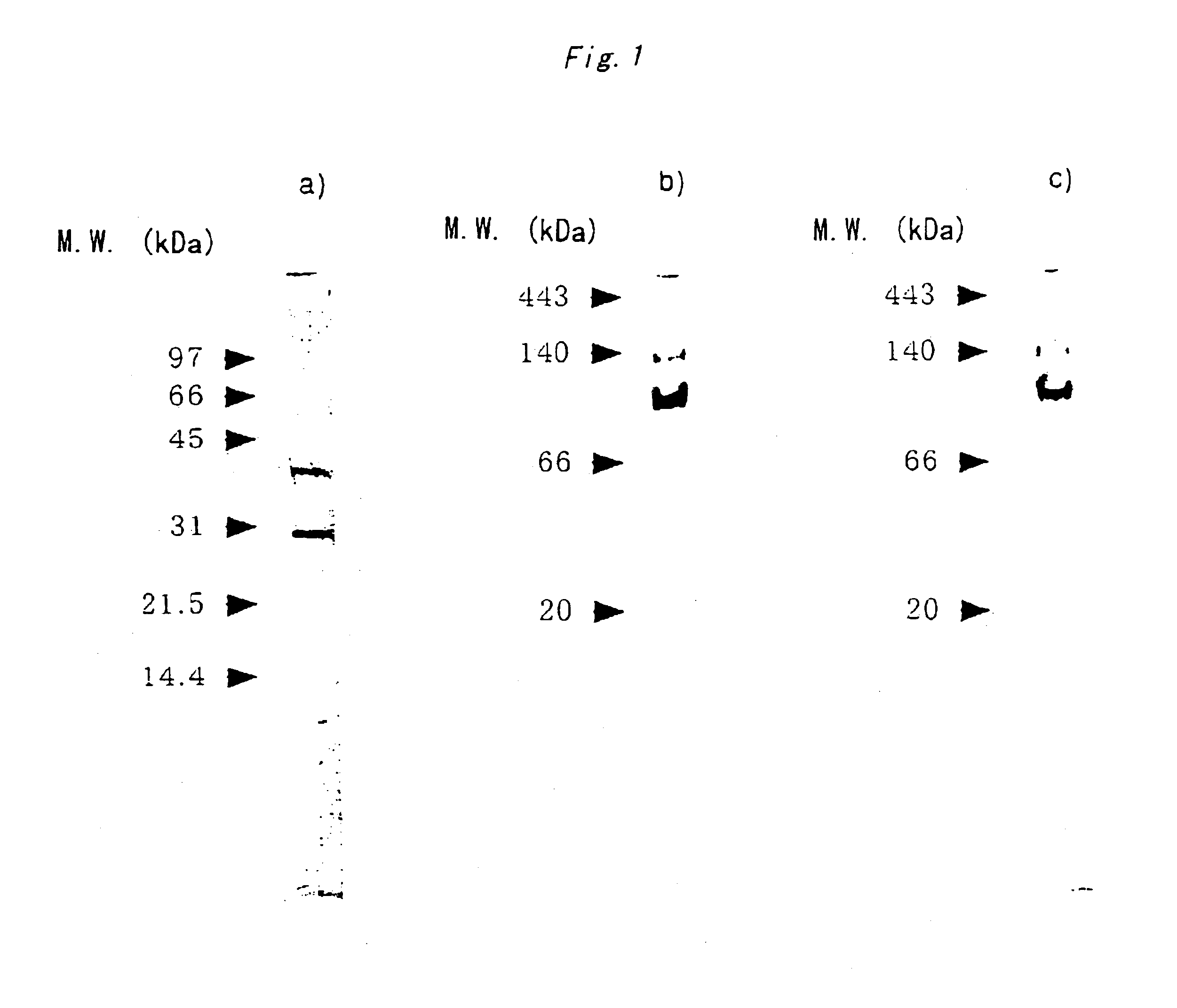 Xylitol dehydrogenase of acetic acid bacteria and gene thereof