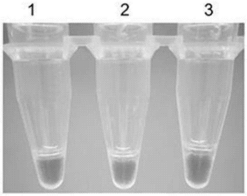 LAMP detection method of Arceuthobium sichuanense