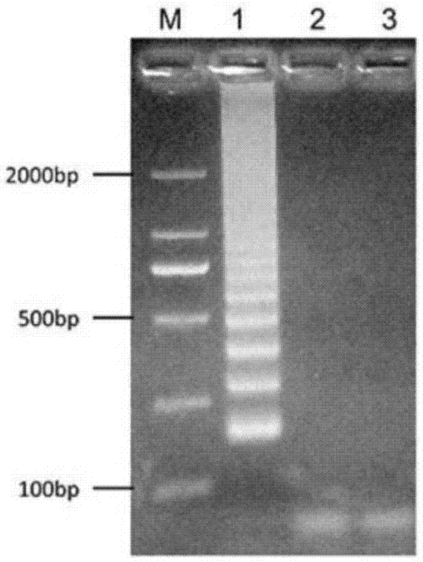 LAMP detection method of Arceuthobium sichuanense