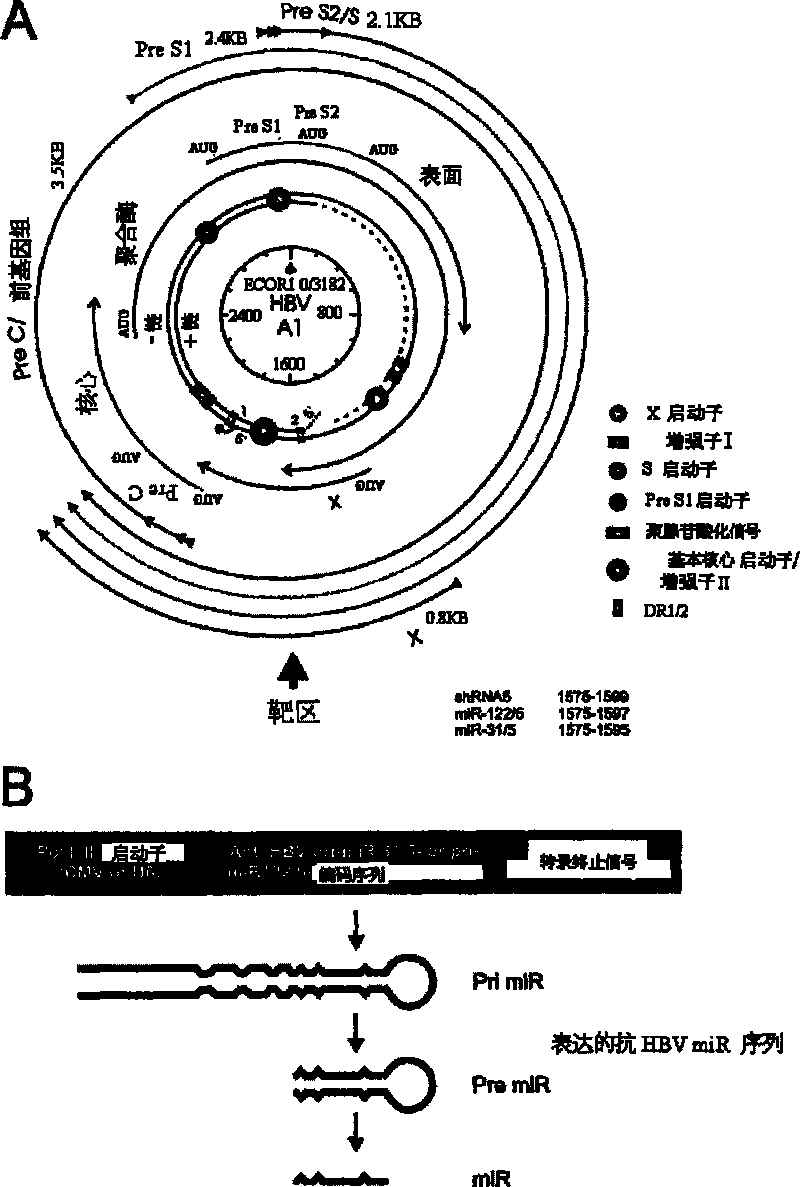 A primary micro RNA expression cassette