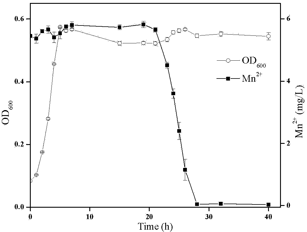 Manganese oxidizing composite microbial system and application thereof