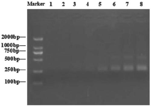 Visual cascade amplification functional nucleic acid sensor for quantitatively detecting salmonellae