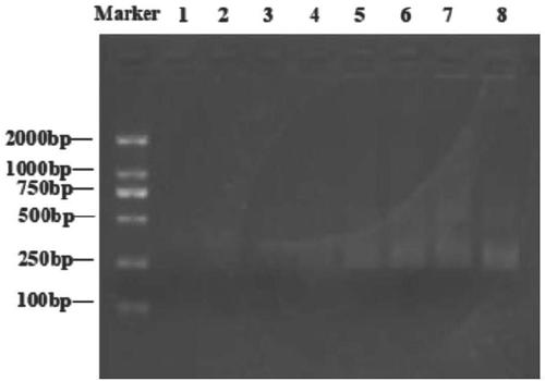 Visual cascade amplification functional nucleic acid sensor for quantitatively detecting salmonellae