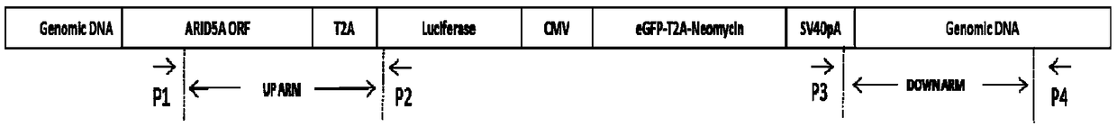 Method for building ARID5A-targeted KI-T2A-Luciferase cell line