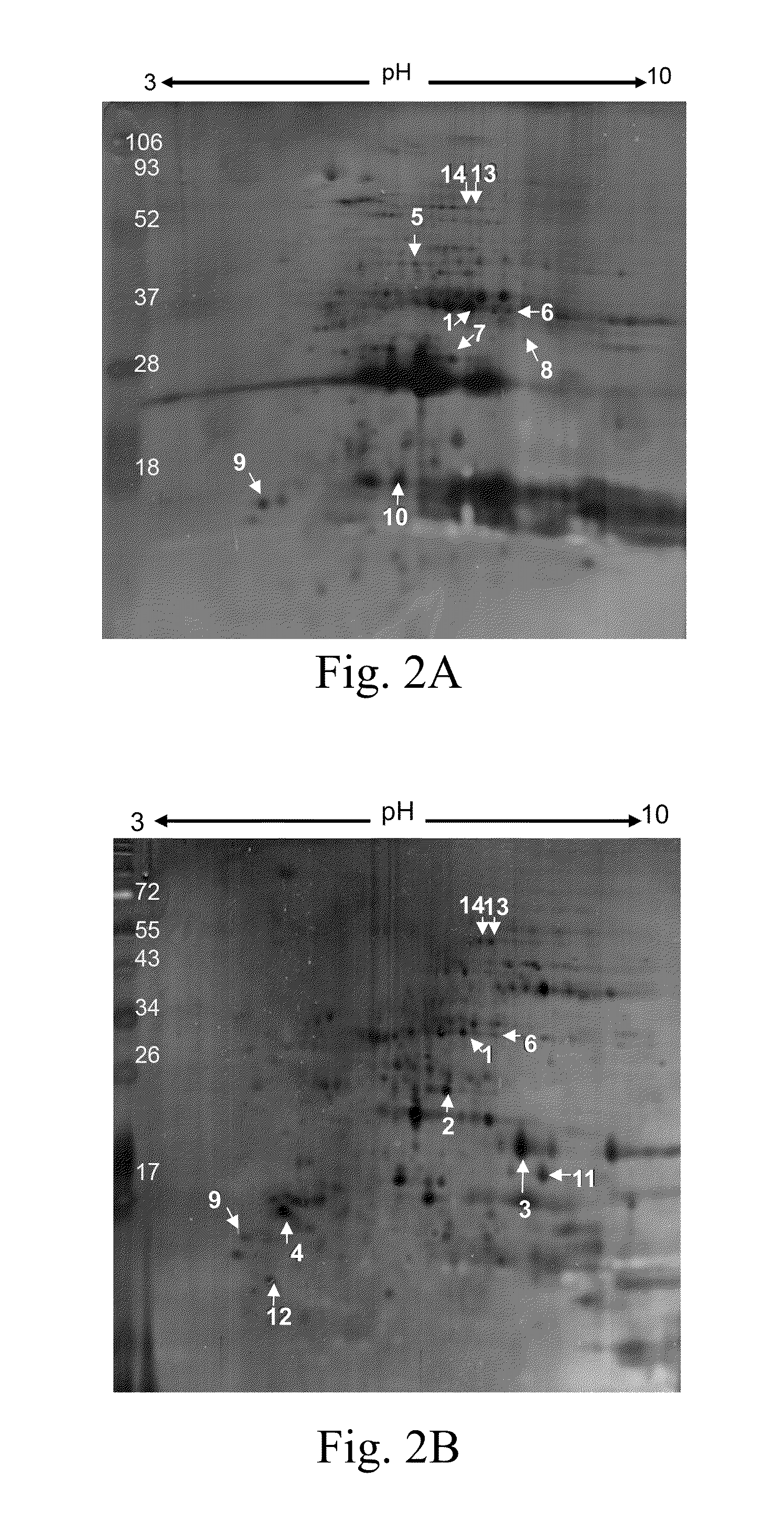 Method of Treating Leukemia Using Rcie Prolamin