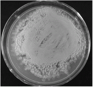 Lignocellulose degrading complex bacterium system and application