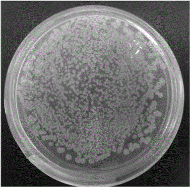 Lignocellulose degrading complex bacterium system and application