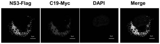 Application of antiviral protein c19orf66 in antiviral drugs targeting Zika virus nonstructural protein ns3