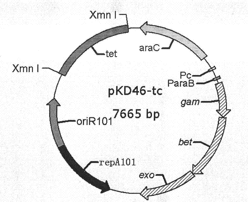 Method for producing 1, 3 propylene glycol safely and highly efficiently