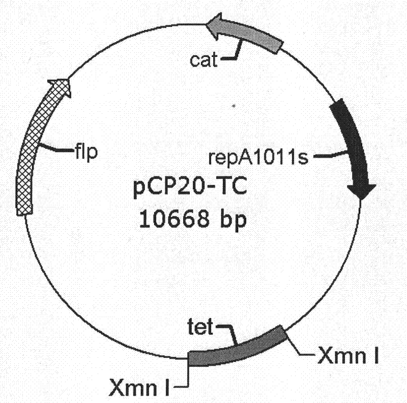 Method for producing 1, 3 propylene glycol safely and highly efficiently