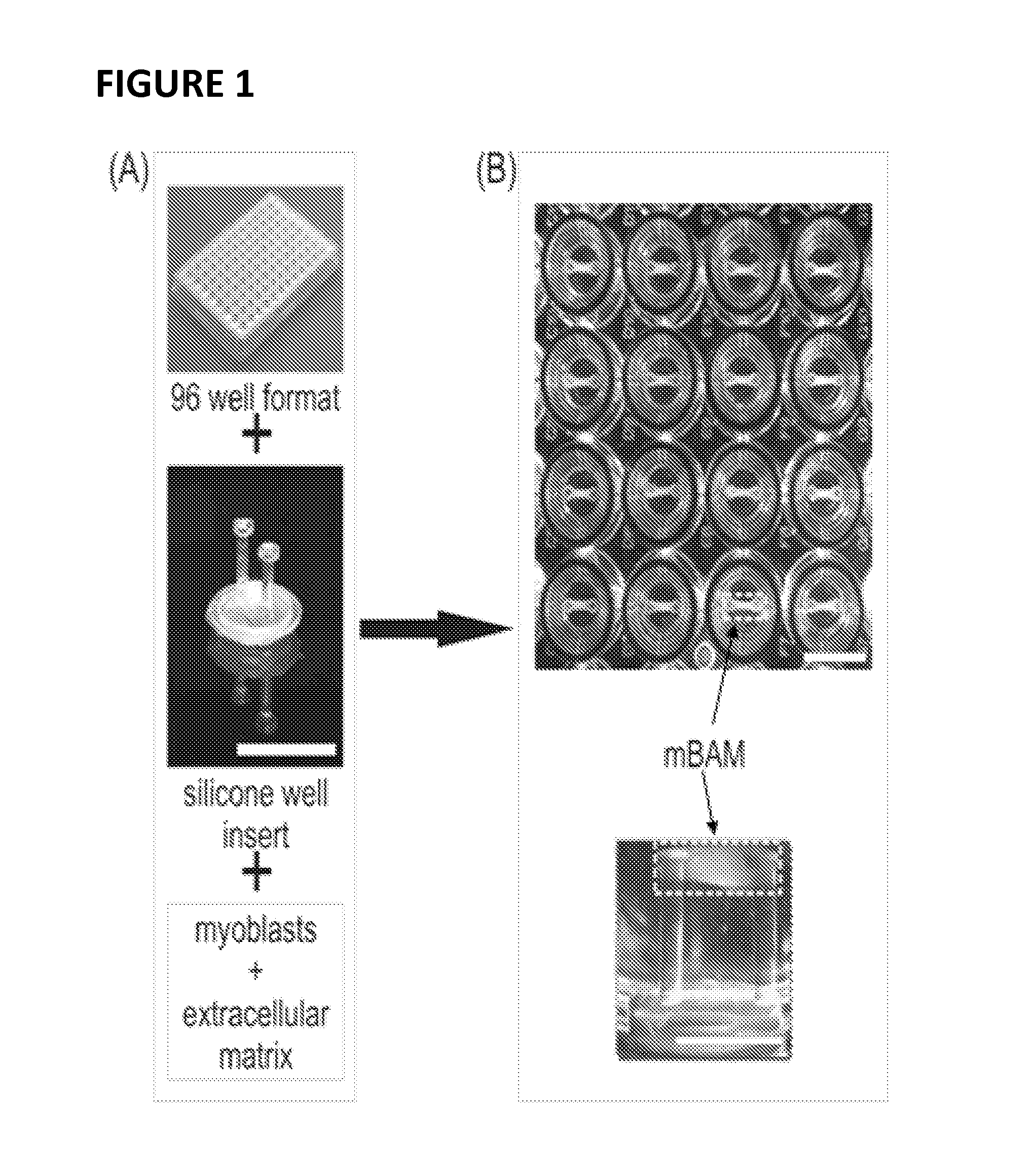 Methods and compositions for the improvement of skeletal muscle function in a mammal