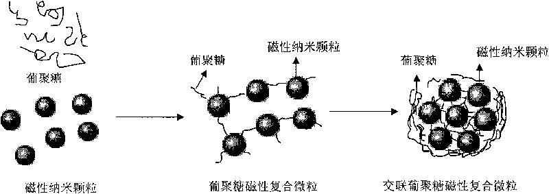 Sephadex magnetic composite particles and preparation and use thereof