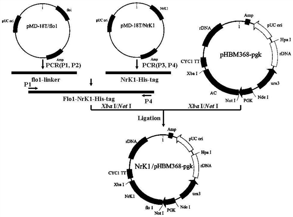 Nicotinamide nucleoside kinase whole yeast cells and process for biocatalytically synthesizing NMN from nicotinamide nucleoside kinase whole yeast cells