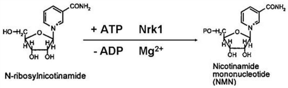 Nicotinamide nucleoside kinase whole yeast cells and process for biocatalytically synthesizing NMN from nicotinamide nucleoside kinase whole yeast cells