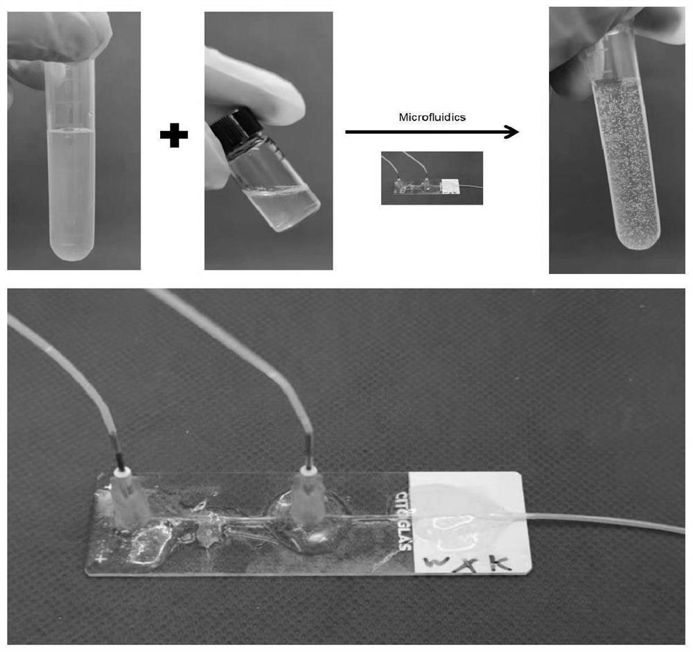 Micro-nano hydrogel microsphere for targeted adjustment and control of mitochondrial respiratory chain as well as preparation and application of micro-nano hydrogel microsphere