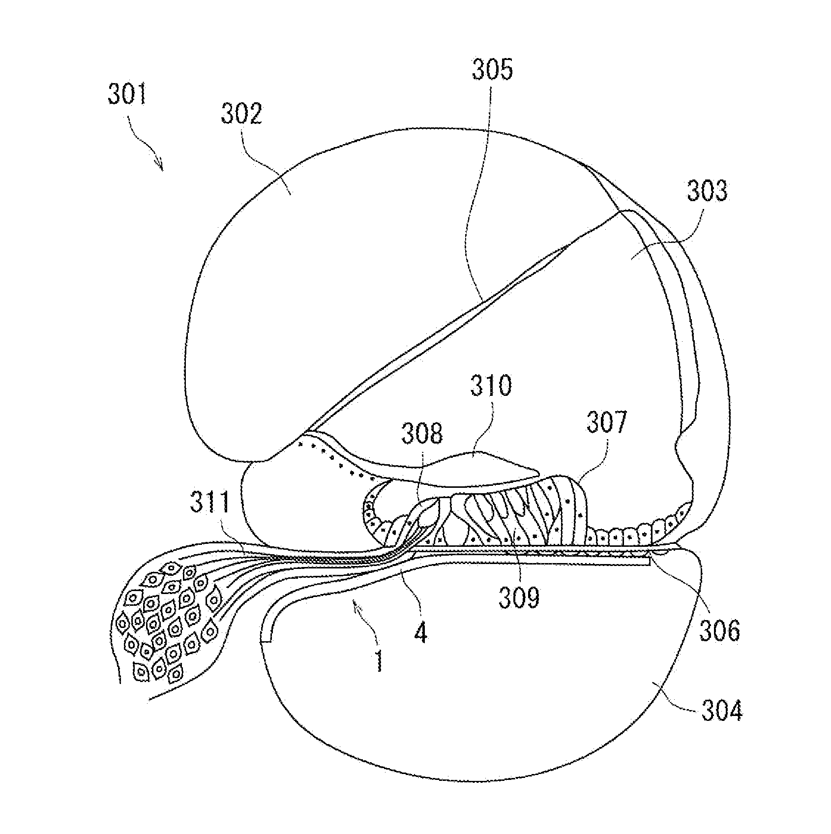 Artificial sensory epithelium