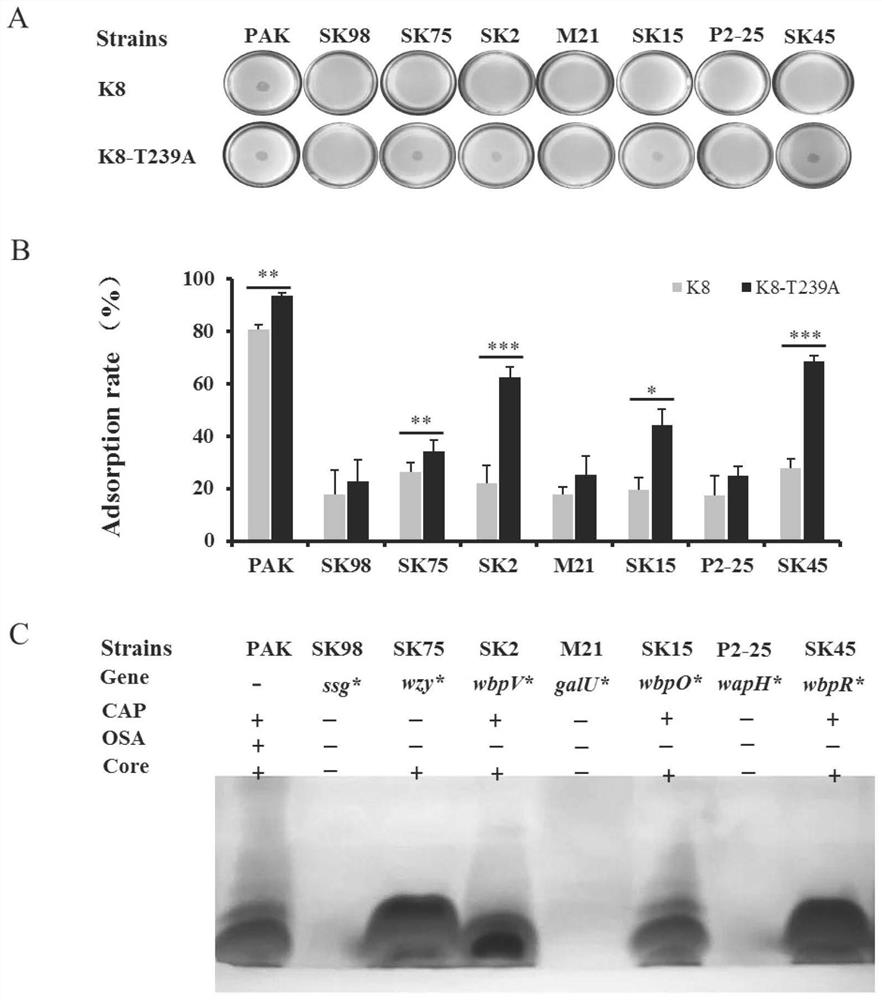 A kind of hypothetical protein gp075 of pseudomonas aeruginosa bacteriophage k8 and its mutant strain, mutant protein and application