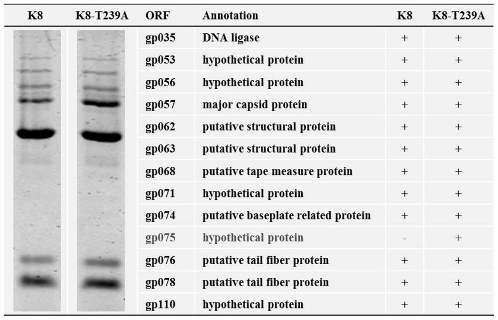 A kind of hypothetical protein gp075 of pseudomonas aeruginosa bacteriophage k8 and its mutant strain, mutant protein and application