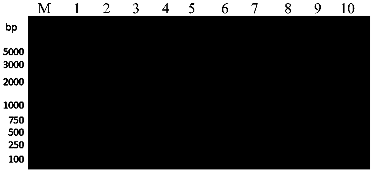 PGADT7-In vector applicable to In-Fusion cloning as well as construction and use methods of pGADT7-In vector