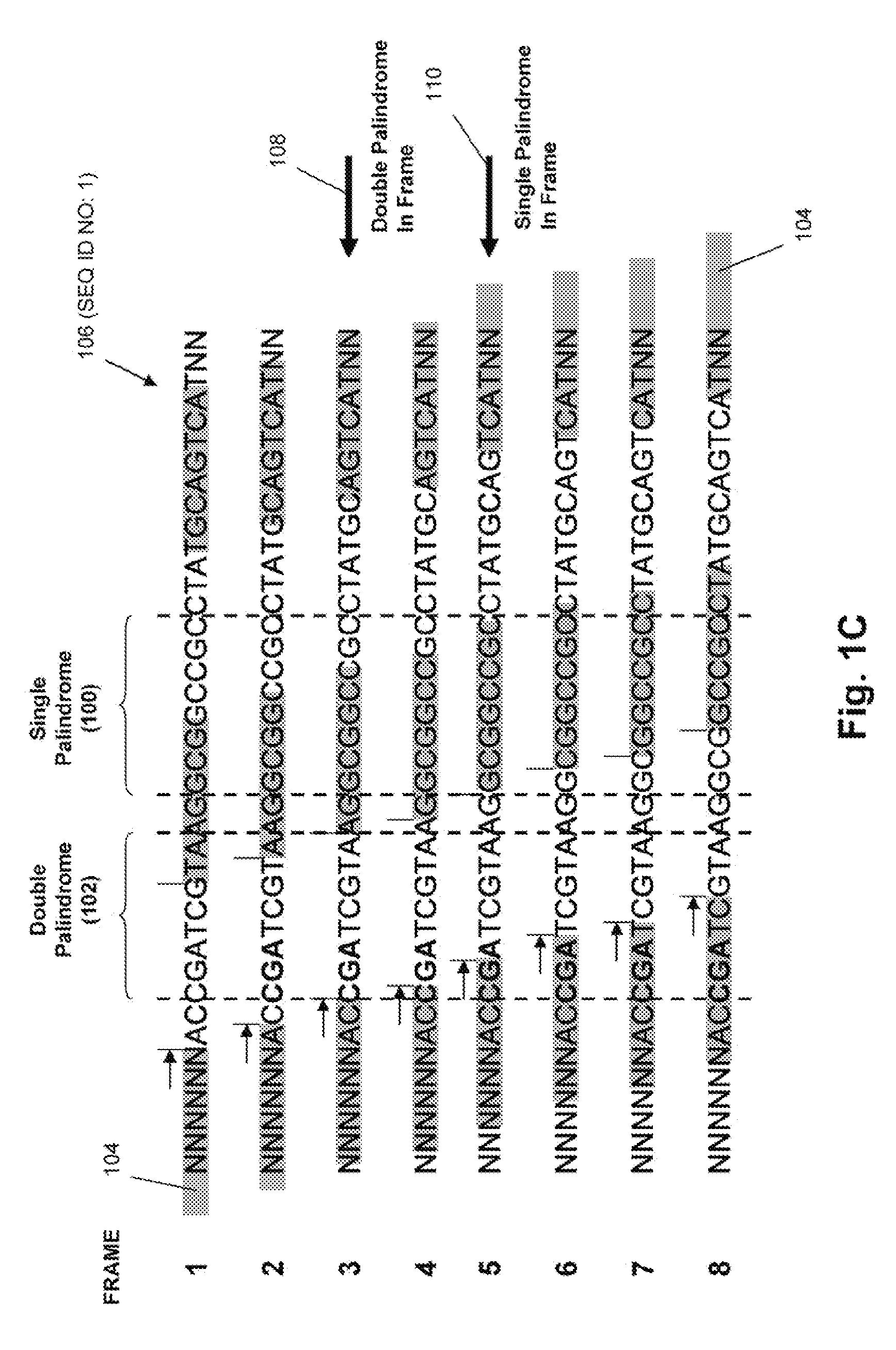 Gene synthesis by convergent assembly of oligonucleotide subsets