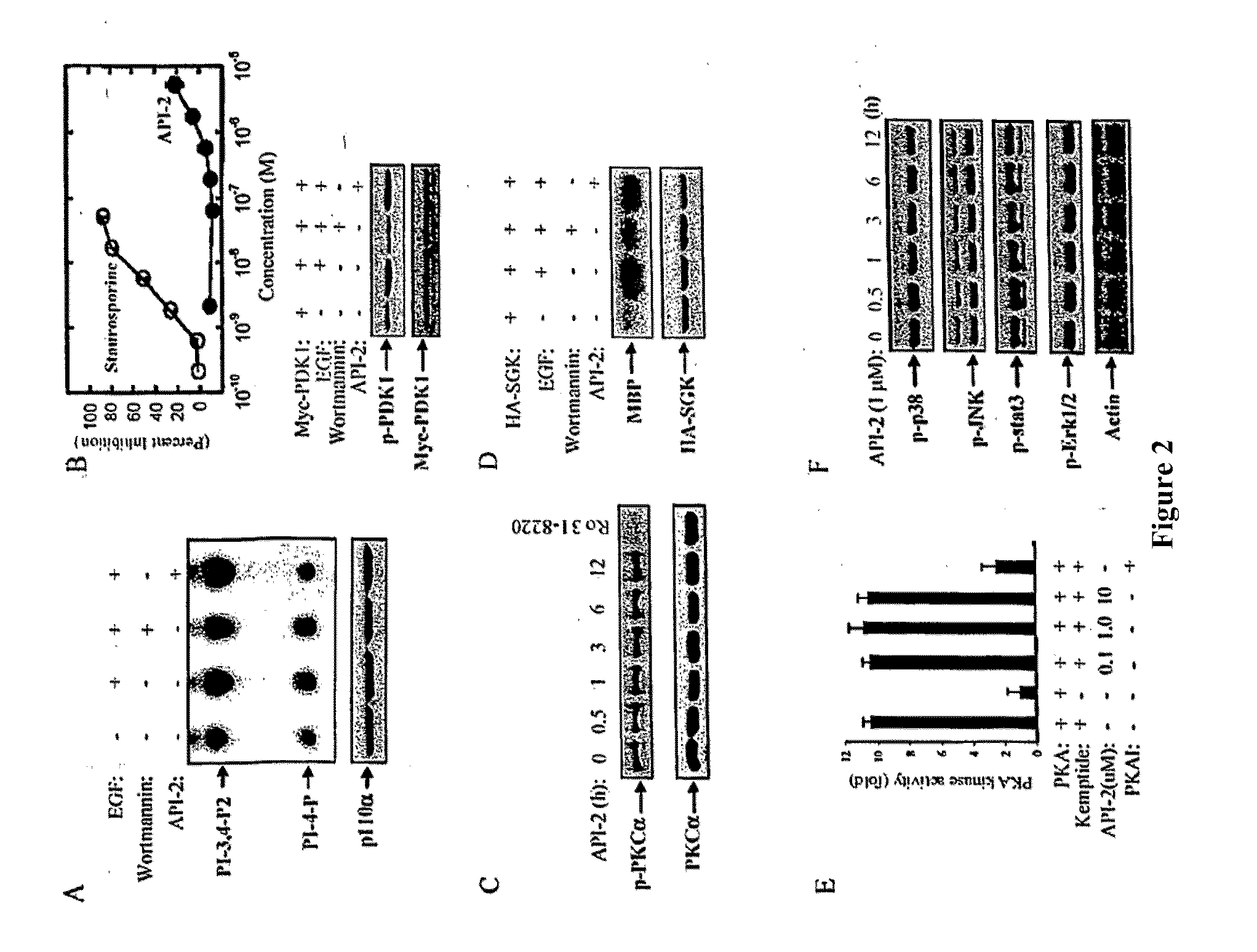 Effective treatment of esophogeal adenocarcinoma using triciribine and related compounds