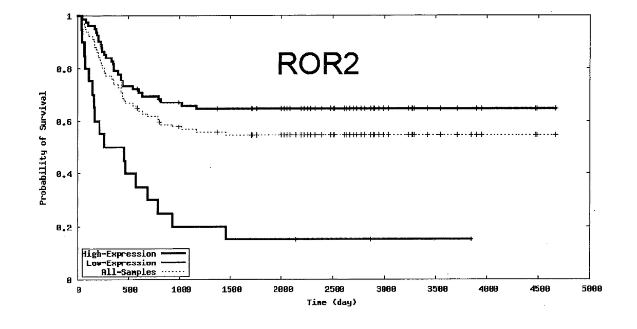 Anti-ROR2 Antibodies