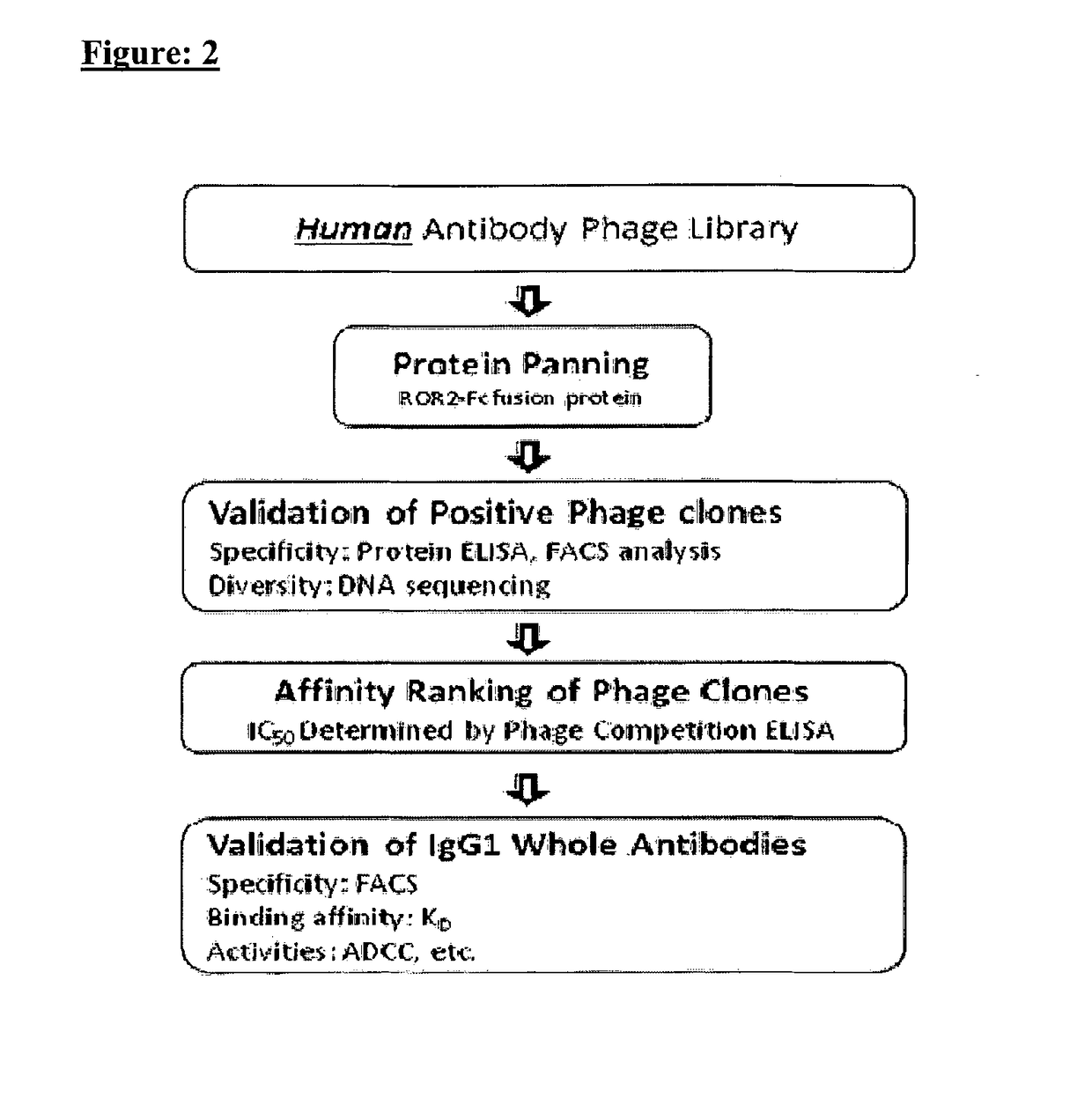 Anti-ROR2 Antibodies