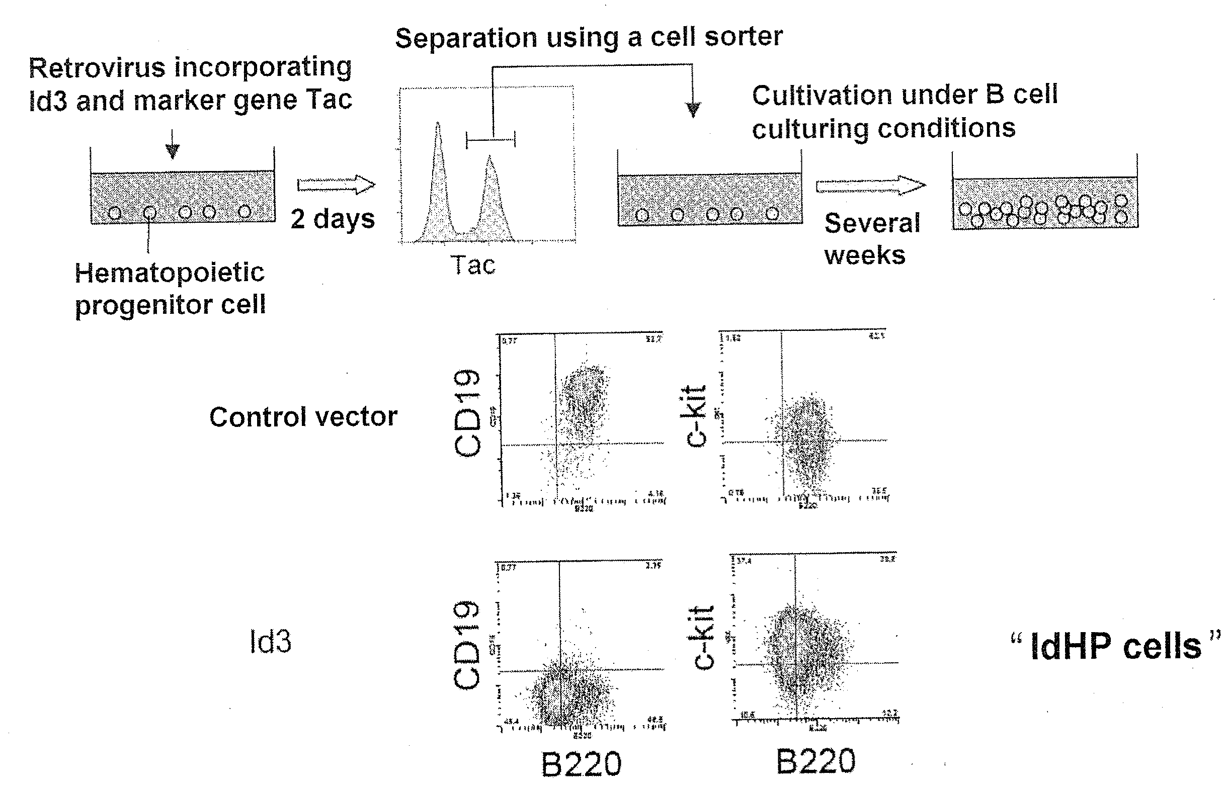 Method for producing cells having characteristic of hematopoietic stem cells/progenitor cells