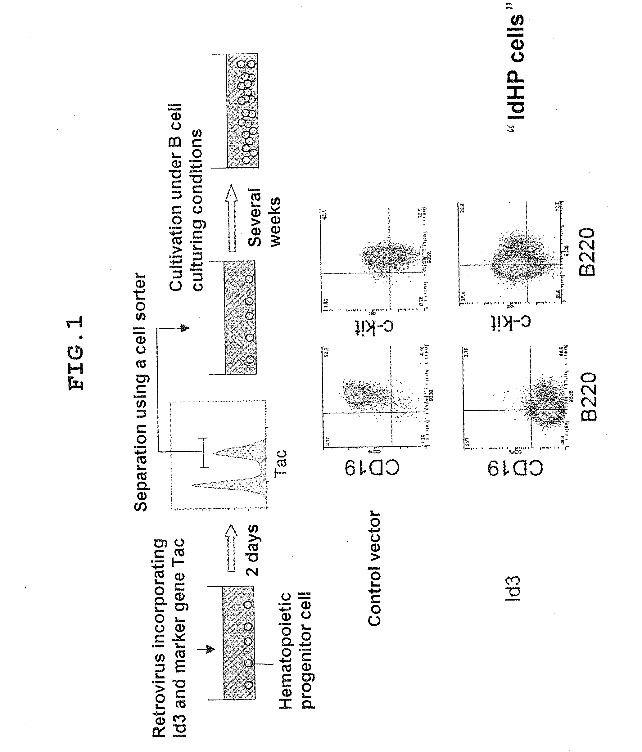 Method for producing cells having characteristic of hematopoietic stem cells/progenitor cells