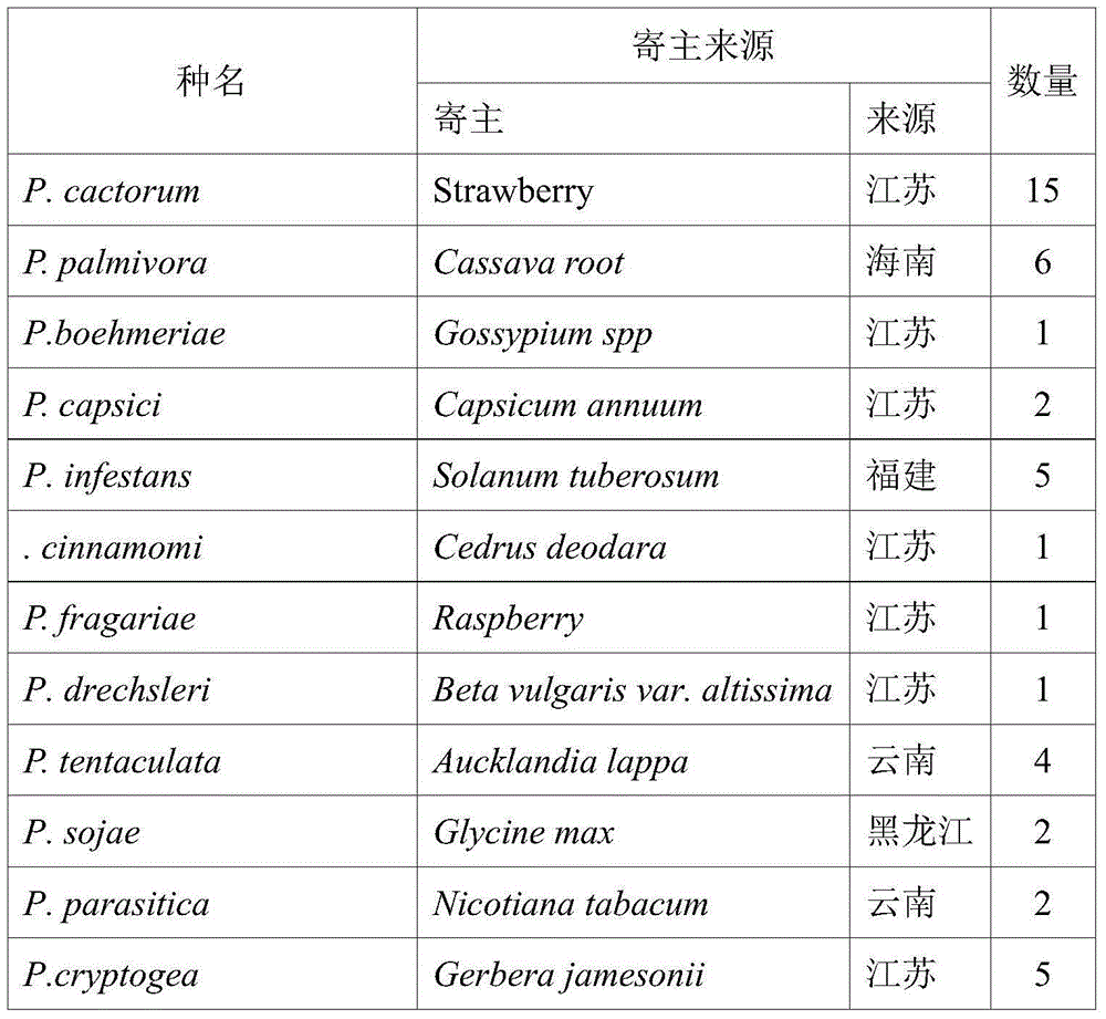 LAMP detection primer composition for phytophthotacactorum, as well as LAMP detection kit and LAMP detection method of LAMP detection primer composition