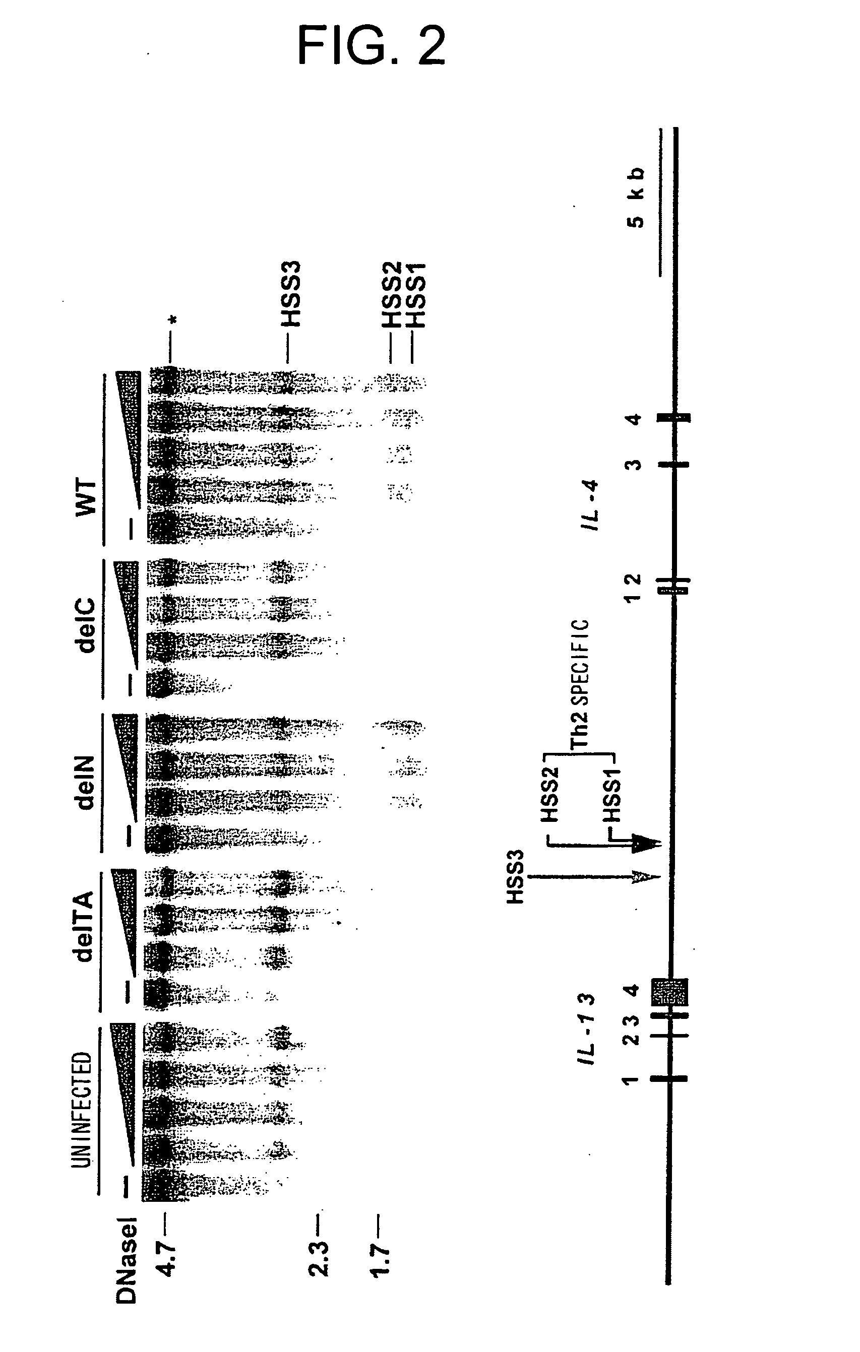 Decoy for treating and/or preventing th2 cytokine-associated allergic disease, gata3 mutant protein and medicinal compositions containing the same