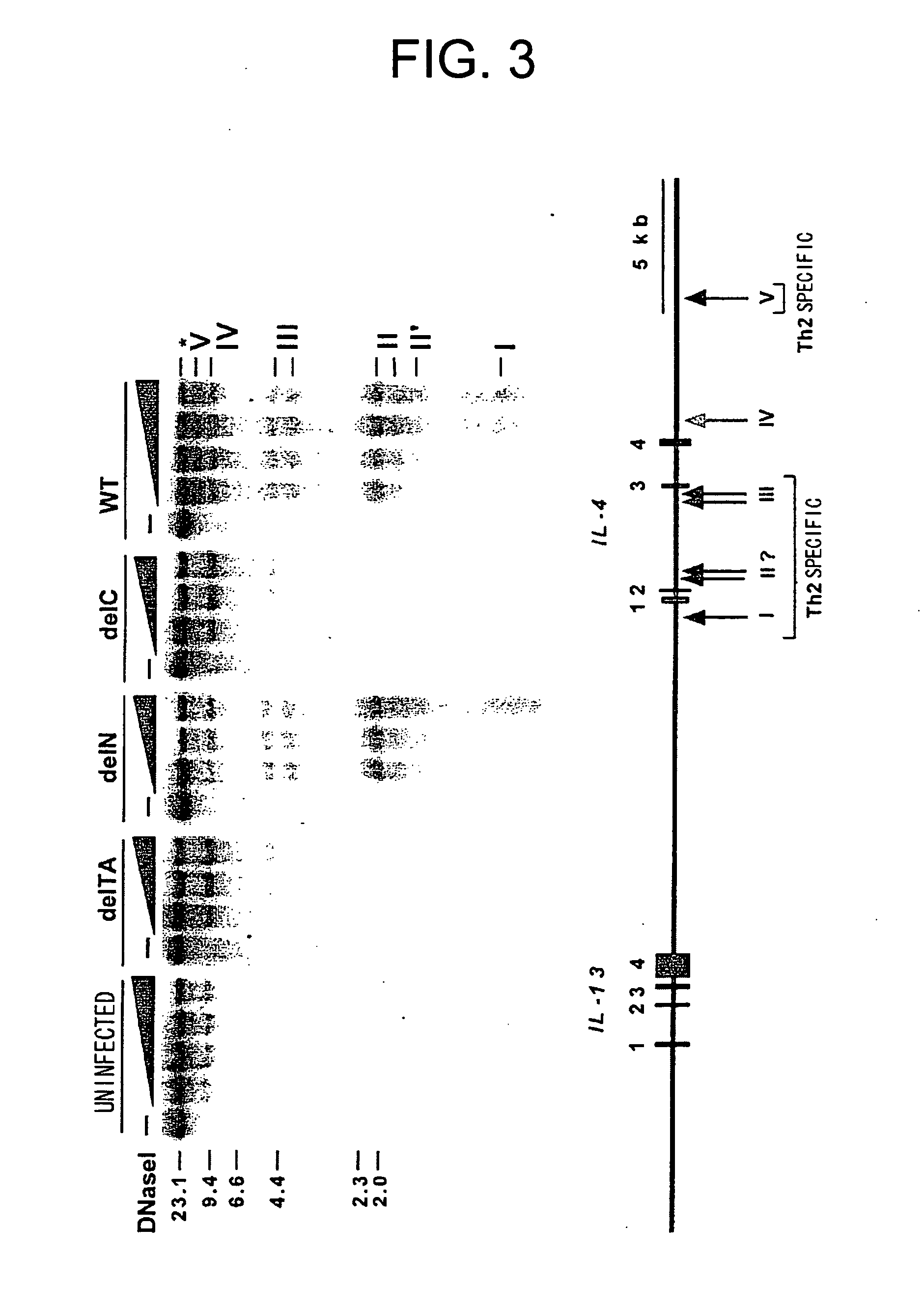 Decoy for treating and/or preventing th2 cytokine-associated allergic disease, gata3 mutant protein and medicinal compositions containing the same