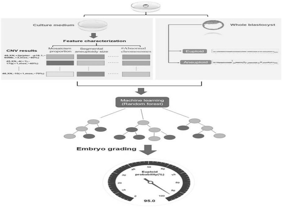 System and method for non-invasive embryo transplantation priority rating