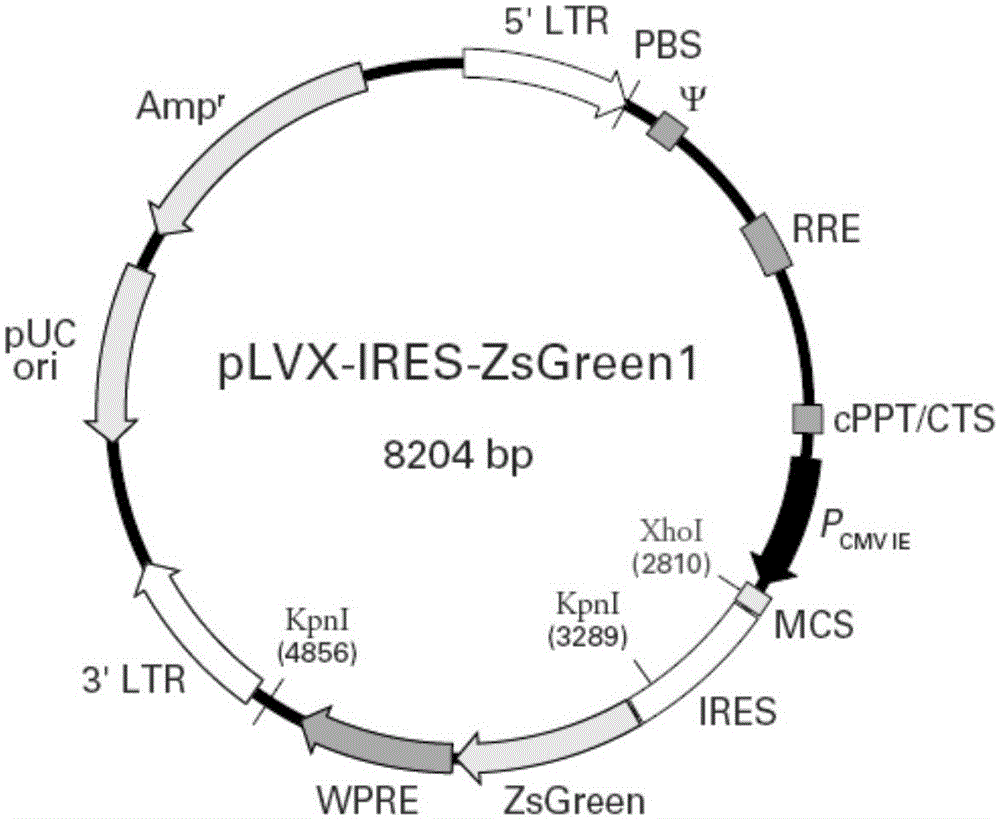 Attached type lentiviral vector as well as preparation method and application thereof