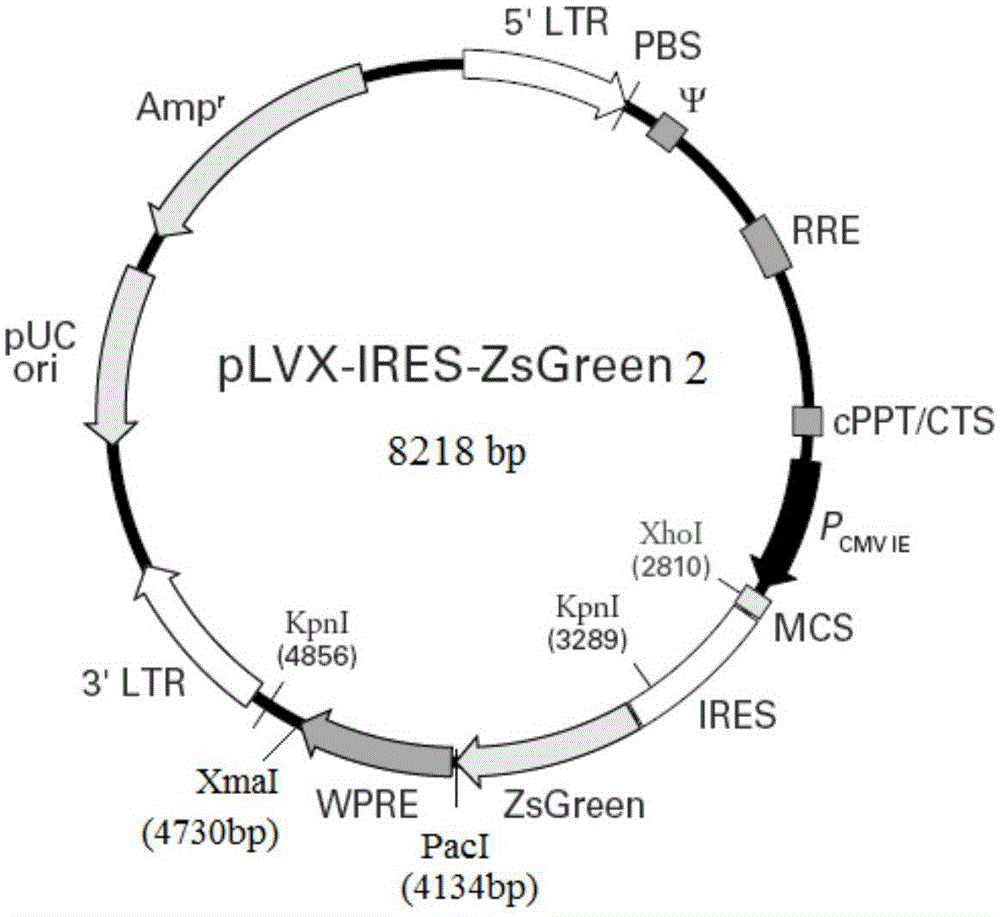 Attached type lentiviral vector as well as preparation method and application thereof