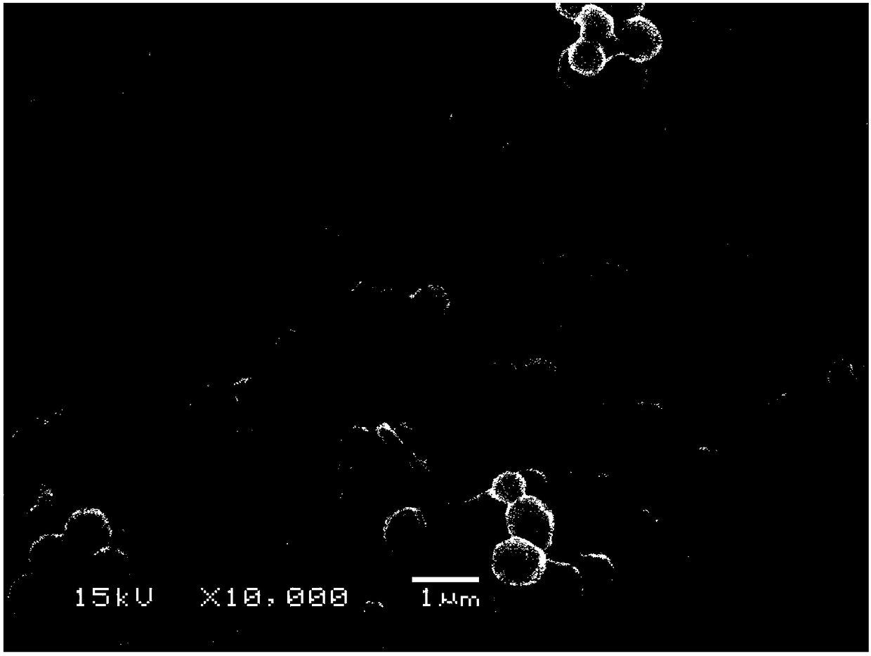 Marine Micromonospora strain for fermentation production of Rakicidin B1, and application thereof