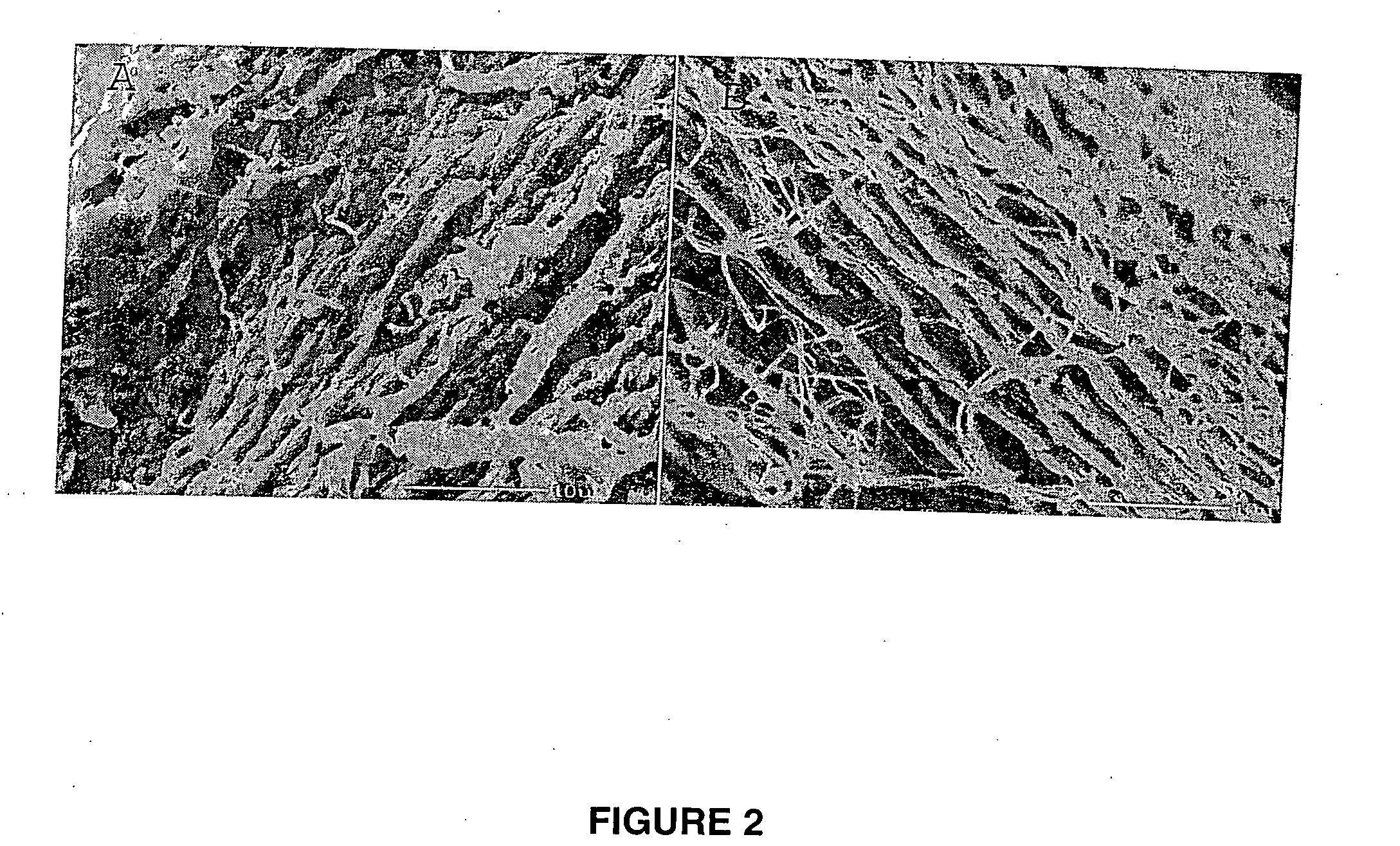Tissue scaffold having aligned fibrils, apparatus and method for producing the same, and artificial tissue and methods of use thereof