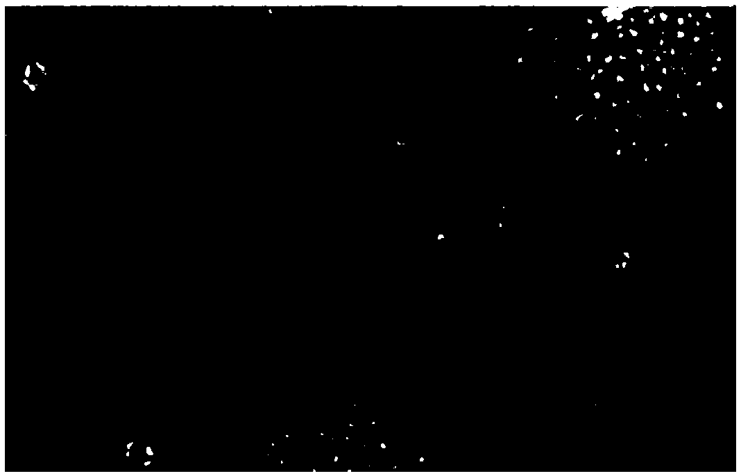 Protein assembly and preparing method thereof