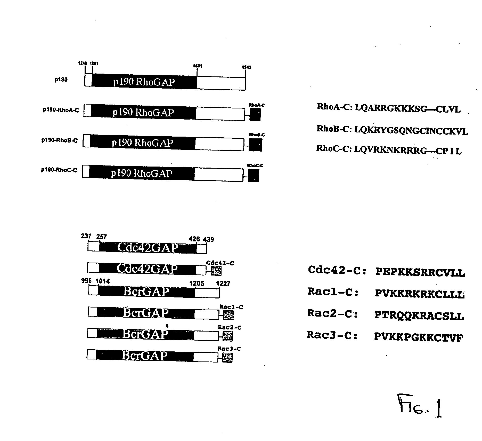 Chimeric peptides for the regulation of GTPases