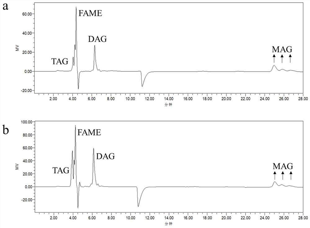 Preparation method of 2-arachidonic acid monoglyceride