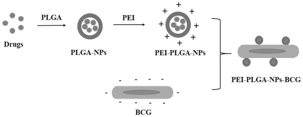 Bacillus calmette-guerin vaccine complex adsorbing nano-drug carrier by utilizing positive and negative charge characteristics and preparation method of bacillus calmette-guerin complex