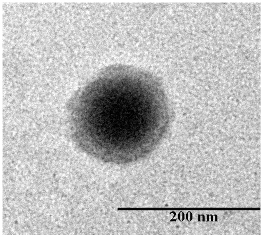 Bacillus calmette-guerin vaccine complex adsorbing nano-drug carrier by utilizing positive and negative charge characteristics and preparation method of bacillus calmette-guerin complex