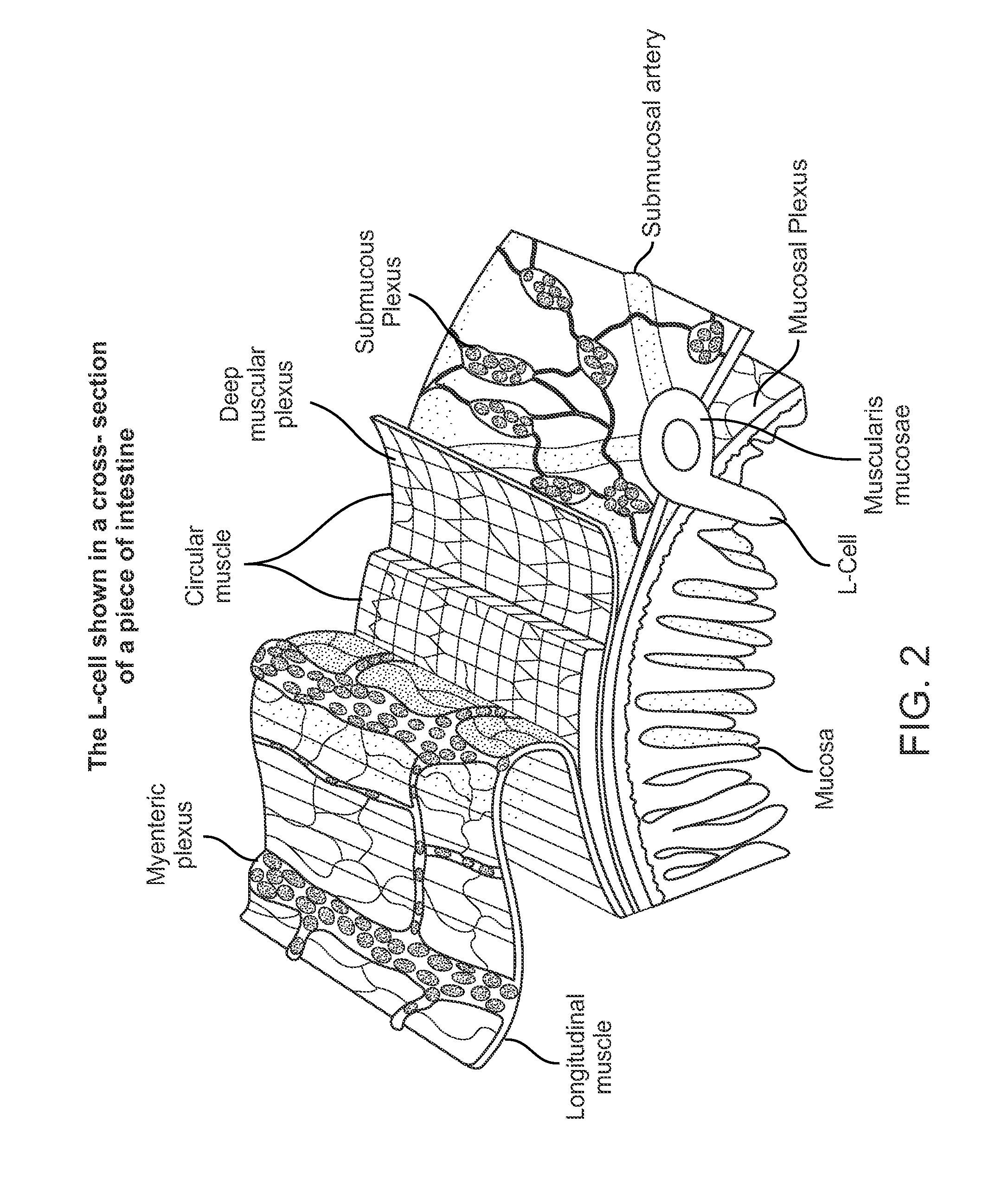 Swallowable capsule and method for stimulating incretin production within the intestinal tract