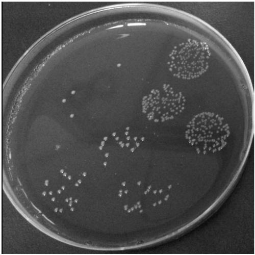 Application of bacteroides fragilis extract to preparation of composition for preventing and treating psoriasis