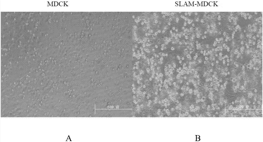 Sensitive cell line SLAM-MDCK of canine distemper virus and construction method and application of sensitive cell line SLAM-MDCK