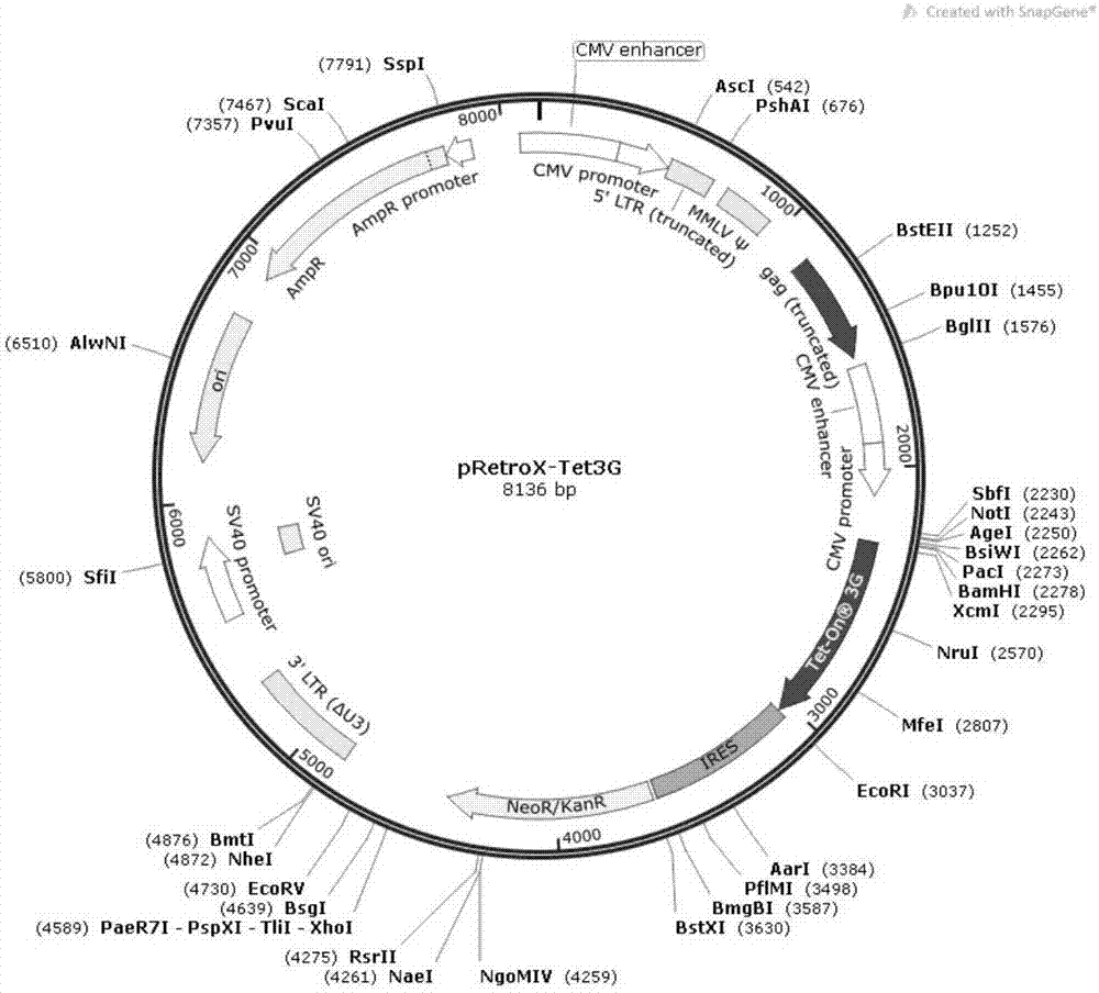 Sensitive cell line SLAM-MDCK of canine distemper virus and construction method and application of sensitive cell line SLAM-MDCK