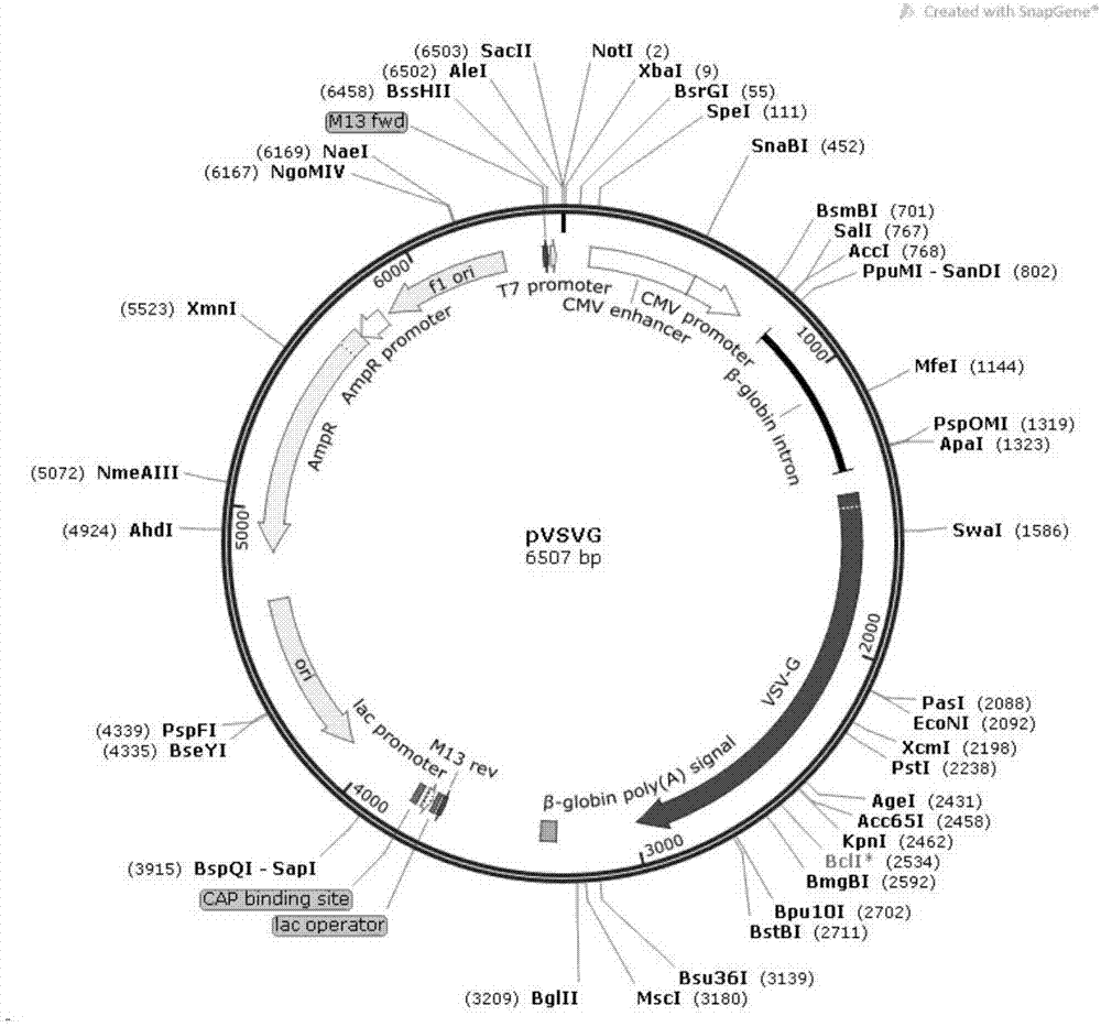 Sensitive cell line SLAM-MDCK of canine distemper virus and construction method and application of sensitive cell line SLAM-MDCK