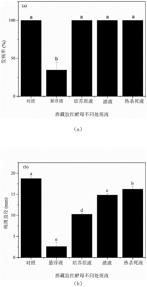 Tibet rhodotorula mucilaginosa and application of Tibet rhodotorula mucilaginosa to low-temperature storage of crystal pears