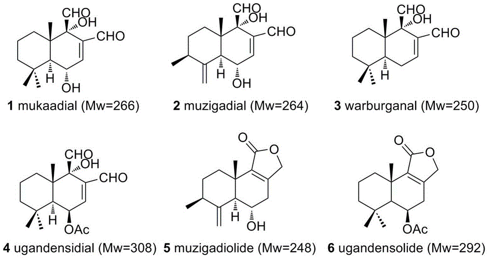 Preparation method of warburgia extract and application thereof